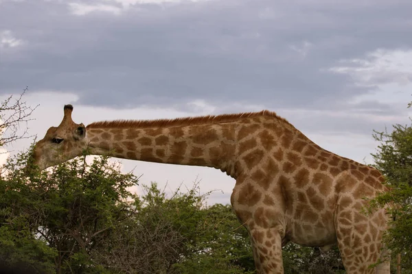 Giraffe in the bush at sunset against the sky   in the Etosha Pa — Stock Photo, Image
