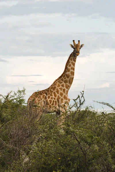 Žirafa v buši při západu slunce na obloze v Etosha Pa — Stock fotografie