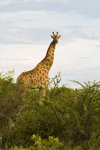 Girafe dans la brousse au coucher du soleil contre le ciel dans l'Etosha Pa — Photo