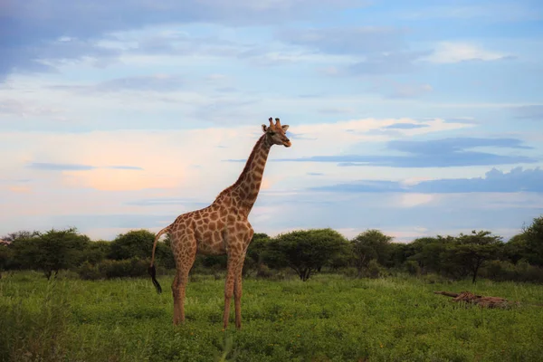 Girafe dans la brousse au coucher du soleil contre le ciel dans l'Etosha Pa — Photo