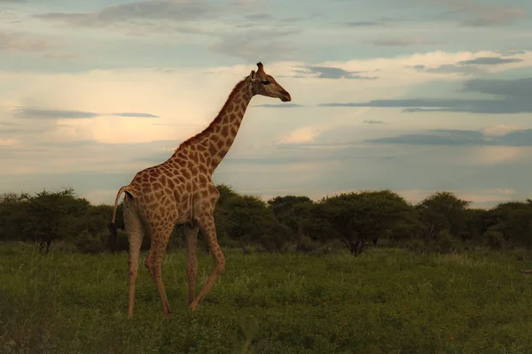 Girafe dans la brousse au coucher du soleil contre le ciel dans l'Etosha Pa — Photo