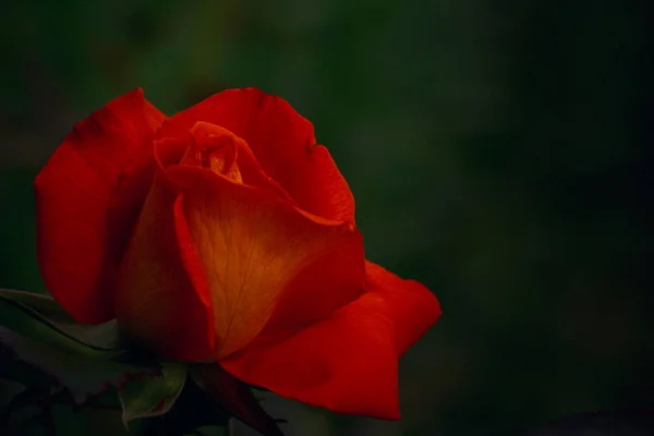 En röd-orange ros på mörk gratis bakgrund — Stockfoto