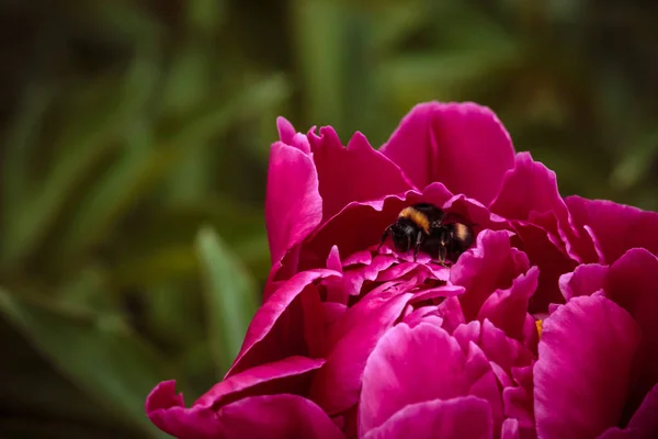 Uma abelha comum em peônia rosa no fundo verde — Fotografia de Stock
