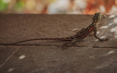 Güney Afrika Dağları taşları arasında bir kertenkele