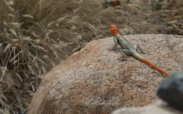 남아 프리 카 산에 바위 사이 한 도마뱀 — 스톡 사진