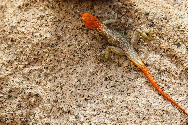 Un lagarto entre rocas en las montañas sudafricanas —  Fotos de Stock