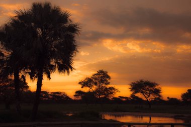 Güney Afrika Etkin Park göl kıyısında günbatımı 