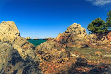 Turkuaz mavi se bakan çam ağacı ile kayalık sahil