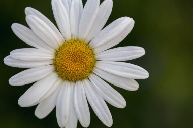 Bir büyük beyaz ve sarı chamoile çiçek güneşli bir yaz 