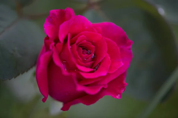 Una flor de rosa roja con gotas de rocío en un día soleado de verano en — Foto de Stock