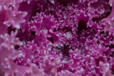 Bir kırmızı gül çiçek ile zargana bir yaz gününde çiğ tanesini bırakır