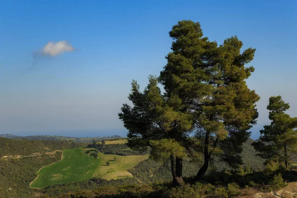 One huge tree is high in the mountains above a small white cloud