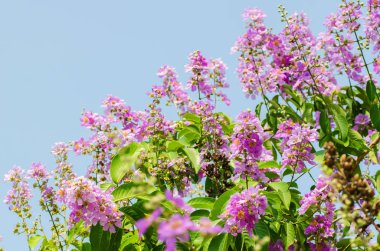 Pembe Cananga çiçek açan çiçekler