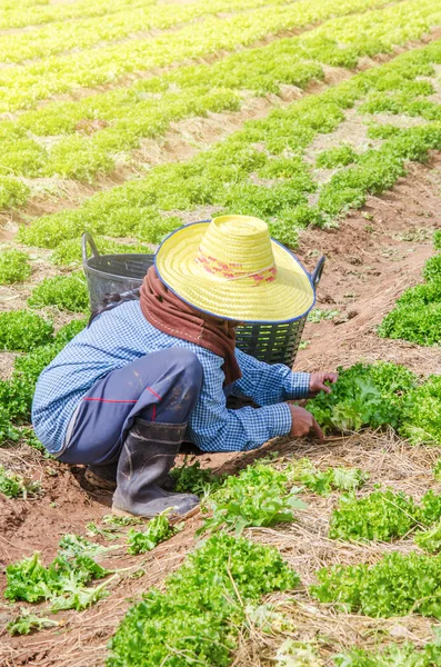 Mujer agricultora cosechando verduras —  Fotos de Stock