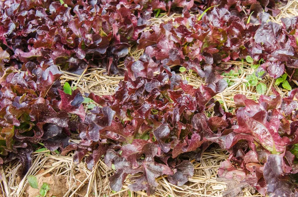 Closeup of lettuce vegetables — Stock Photo, Image