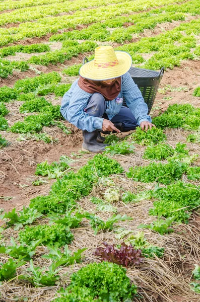 Mujer agricultora cosechando verduras —  Fotos de Stock