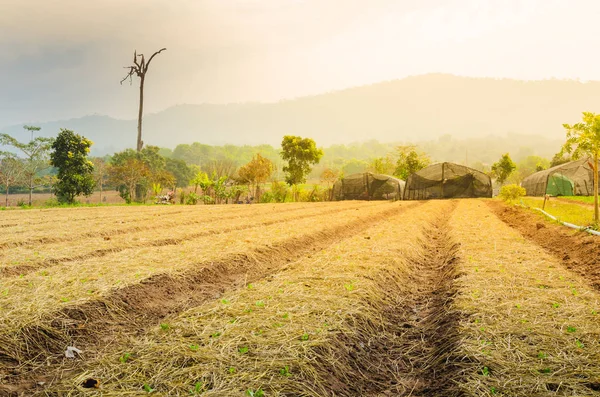Sürülmüş alan tarım arazileri toprak işleme — Stok fotoğraf