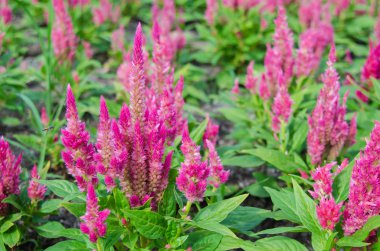 Plumped celosia kırmızı