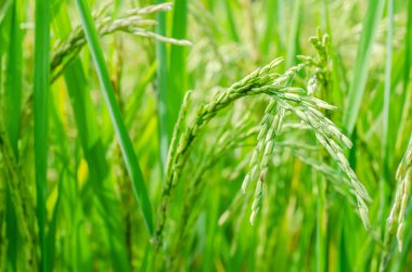 Pirinç tohumu alanında Olgun