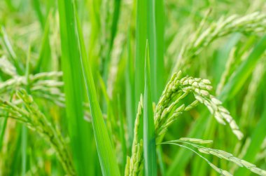 Pirinç tohumu alanında Olgun