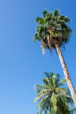 Hindistan cevizi palmiyesi