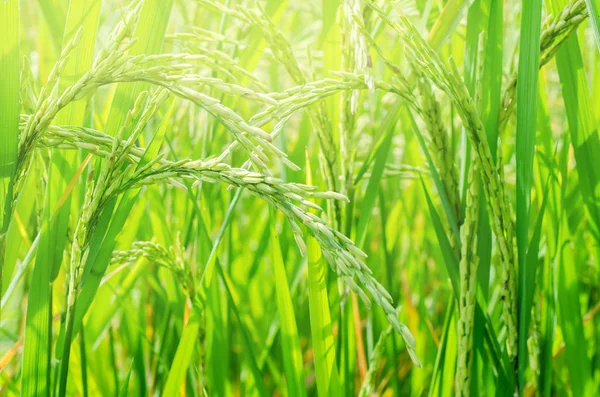 Rice seed ripe in field — Stock Photo, Image