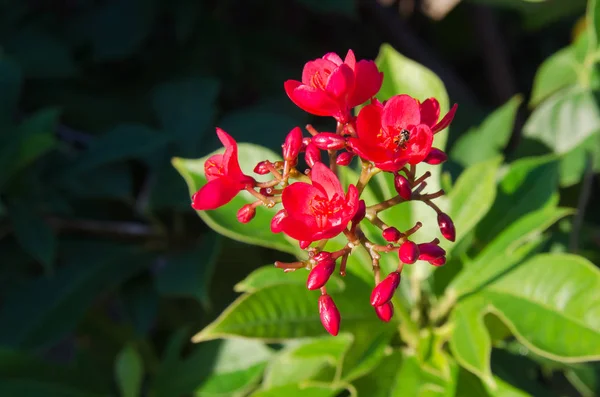 スパイシーなジャトロファ属の花 — ストック写真
