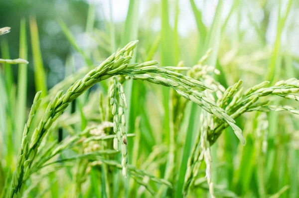 Семена риса, спелые в поле Лицензионные Стоковые Изображения
