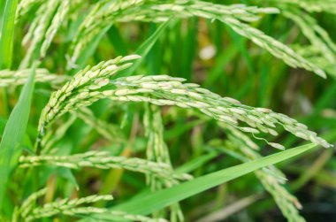 Pirinç tohumu alanında Olgun