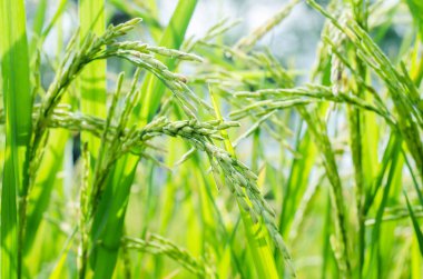 Pirinç tohumu alanında Olgun