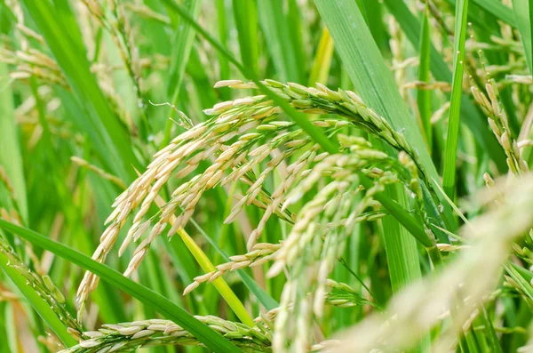 Rice seed ripe in field — Stock Photo, Image