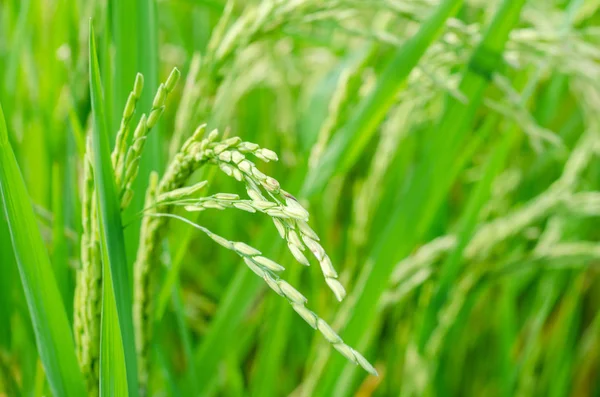 Rice seed ripe in field — Stock Photo, Image