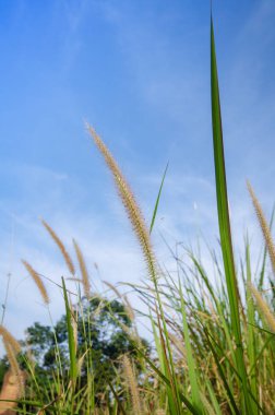 tüy çimen çiçek ve mavi gökyüzü