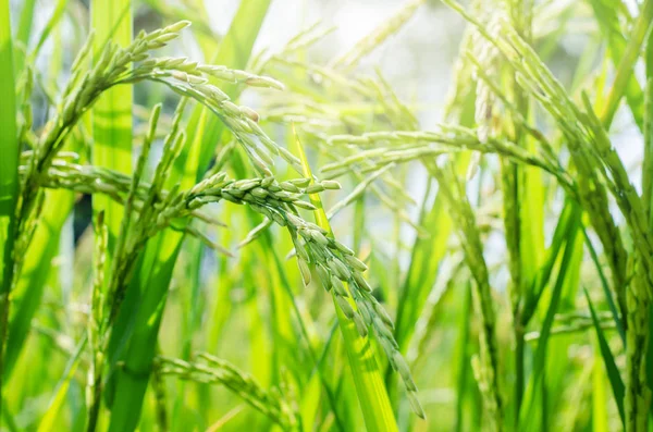 Rice seed ripe in field — Stock Photo, Image