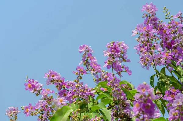 Cananga Flores florescendo — Fotografia de Stock