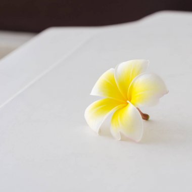 Beyaz frangipani çiçekler