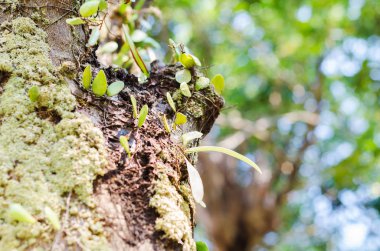 Küçük bitki yosun