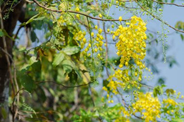 Altın duş ağaç, Cassia Fistül