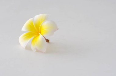Beyaz frangipani çiçekler