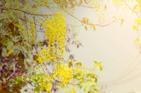 Золотое Древо Душа, Cassia fistula Стоковое Фото