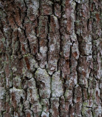 Yaşlı bir ağacın kabuğu. Ağaç kabuğu dokusu. Metin için yeri olan arkaplan fotoğrafı. 
