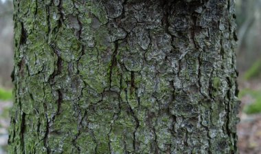 Yaşlı bir ağacın kabuğu. Ağaç kabuğu dokusu. Metin için yeri olan arkaplan fotoğrafı. 