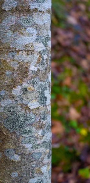 古い木の樹皮 木の樹皮の質感 テキストのための場所と背景写真 — ストック写真