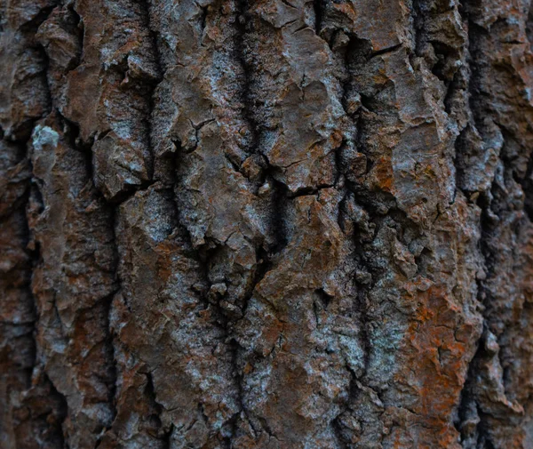 Corteza Árbol Viejo Textura Corteza Madera Foto Fondo Con Lugar — Foto de Stock