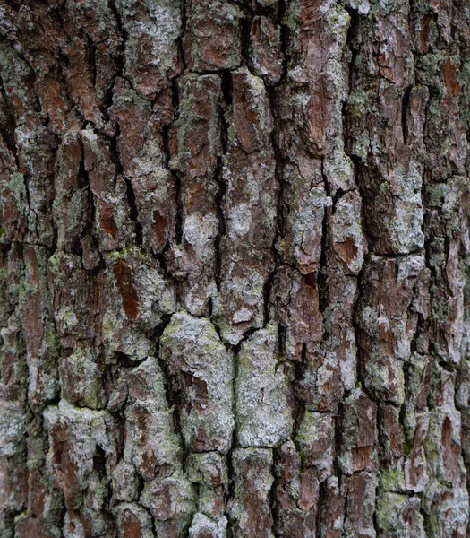古い木の樹皮 木の樹皮の質感 テキストのための場所と背景写真 — ストック写真