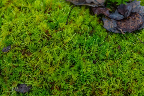 Green Moss Moss Texture Background Texture Space Text Sweden Scandinavian — Stock Photo, Image