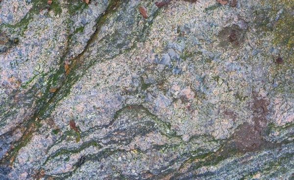 Pedra Floresta Escandinava Textura Pedra Foto Fundo Com Espaço Para — Fotografia de Stock