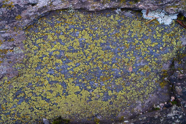 石头与地衣 石头和地衣的质地 带文本空间的背景照片 斯堪的纳维亚自然 — 图库照片