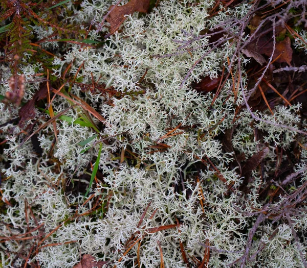 Lichens Dans Forêt Suédoise Texture Lichen Photo Fond Avec Espace — Photo