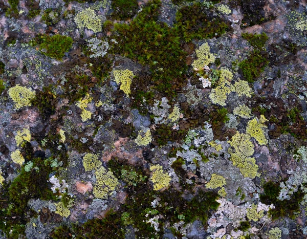 Stone Lichens Moss Texture Stone Lichen Background Photo Space Text — Stock Photo, Image